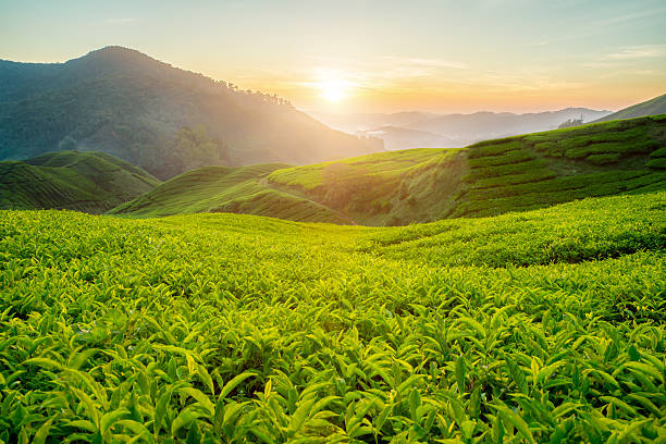 tea plantation