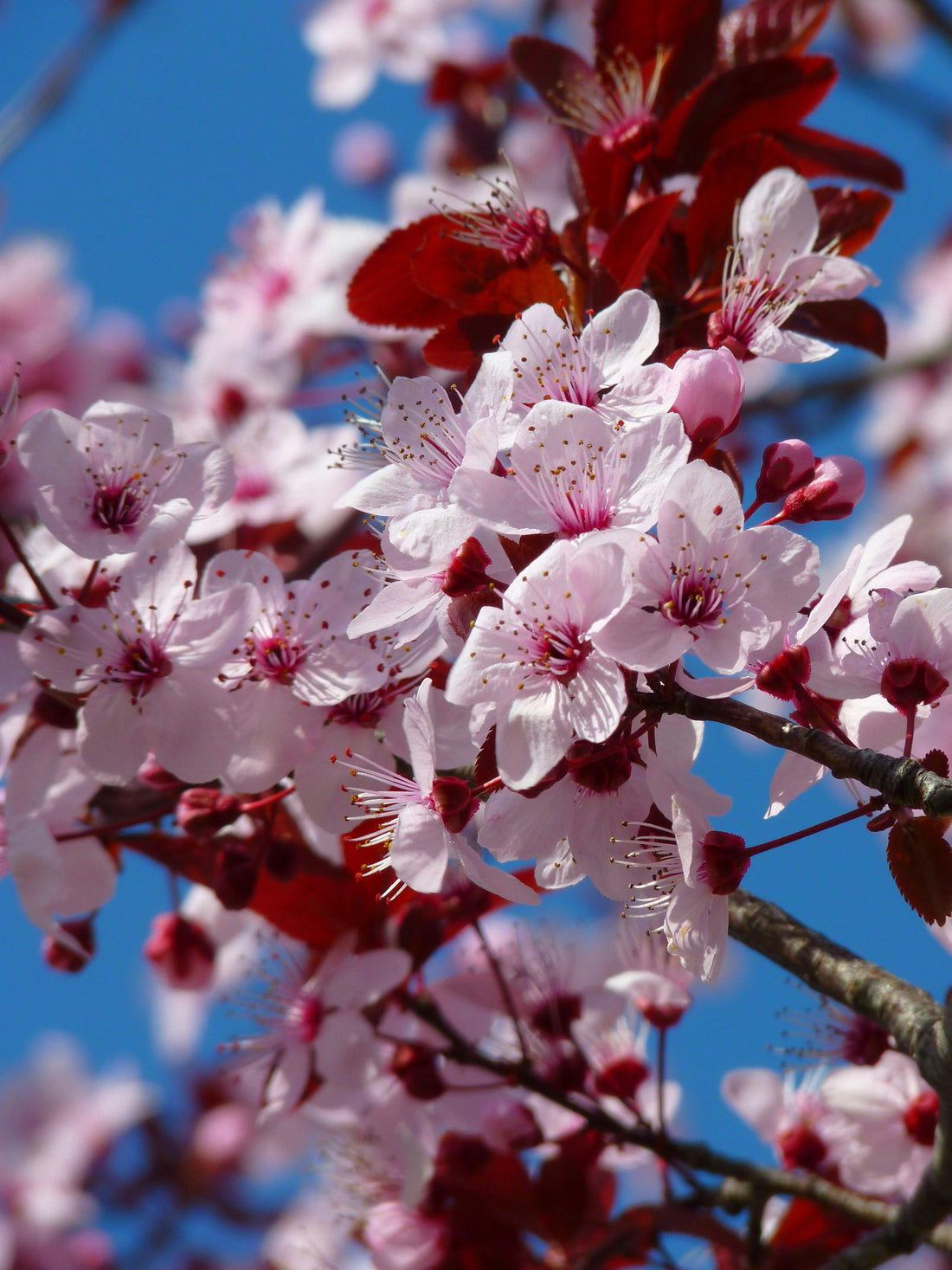 World Tea Day - around the world in floral teas!